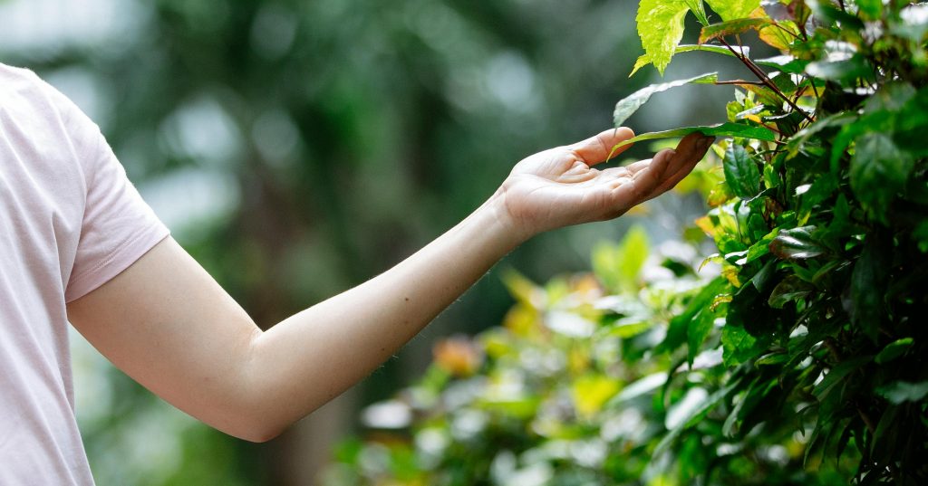 Person gently touching leaves, illustrating a technique on how to manage panic attacks.